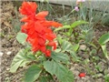 salvia splendens